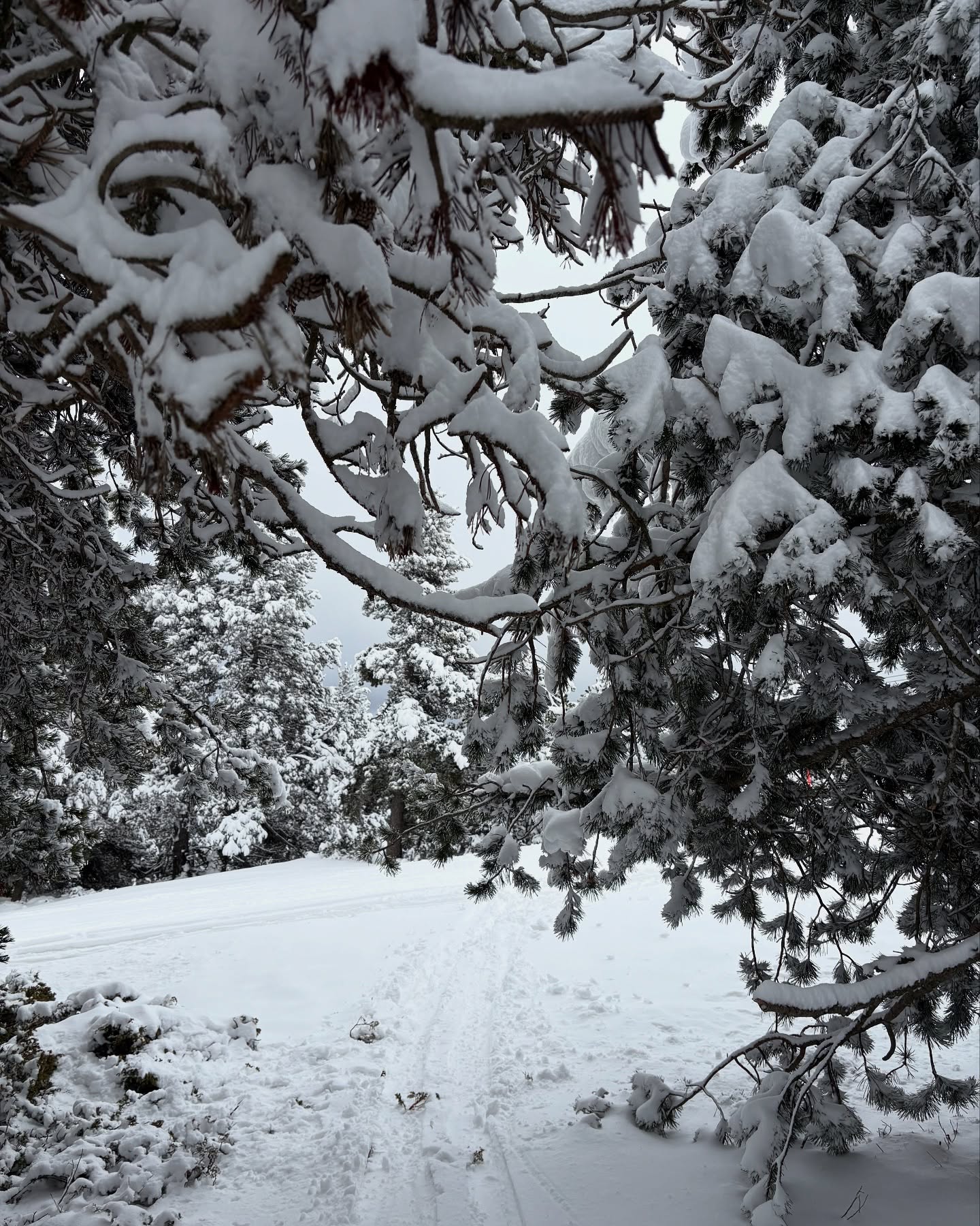 Nouvelle livraison de neige en mars à Bolquère Pyrénées 2000